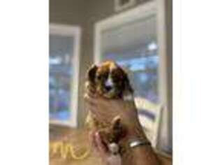 Cavalier King Charles Spaniel Puppy for sale in Lake Charles, LA, USA