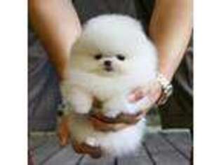 Pomeranian Puppy for sale in Portland, OR, USA
