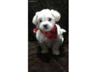 Coton de Tulear Puppy for sale in Hatfield, AR, USA