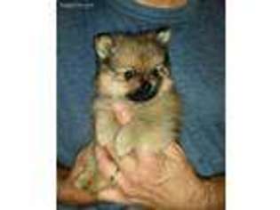 Pomeranian Puppy for sale in Vale, NC, USA