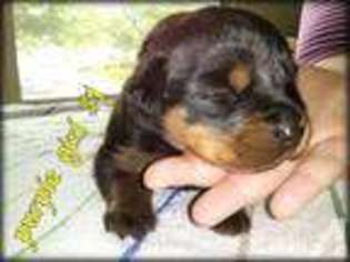 Rottweiler Puppy for sale in COLUMBUS, OH, USA