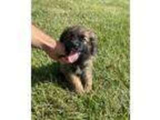 Leonberger Puppy for sale in Lowry City, MO, USA