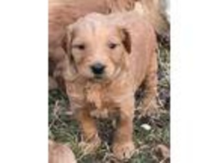 Goldendoodle Puppy for sale in Smyrna, TN, USA