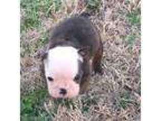 Bulldog Puppy for sale in Decatur, AR, USA