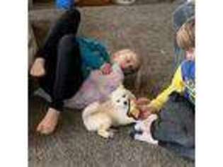Shiba Inu Puppy for sale in Grand Rapids, MI, USA