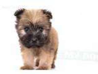 Soft Coated Wheaten Terrier Puppy for sale in Naples, FL, USA