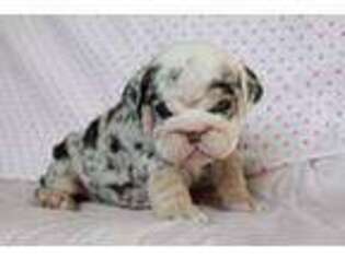 Bulldog Puppy for sale in Emporia, KS, USA