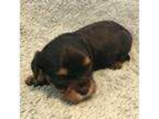 Cavachon Puppy for sale in Medina, OH, USA