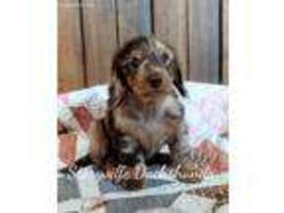 Dachshund Puppy for sale in Johnston City, IL, USA
