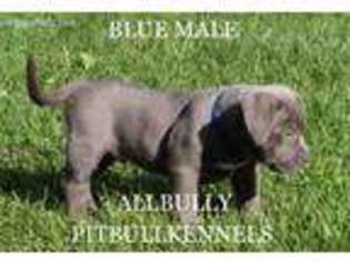 Mutt Puppy for sale in Chesterhill, OH, USA