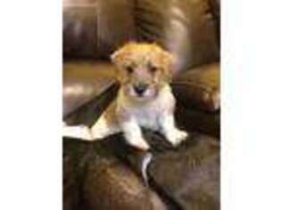 Jack Russell Terrier Puppy for sale in Concord, NC, USA
