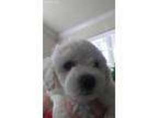 Bichon Frise Puppy for sale in Wesley Chapel, FL, USA