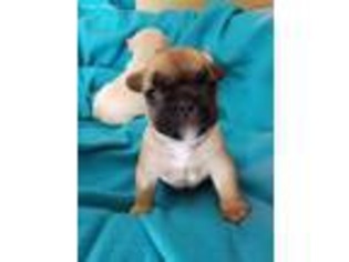 French Bulldog Puppy for sale in Neenah, WI, USA