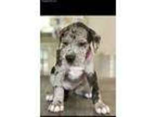 Great Dane Puppy for sale in Fredericksburg, VA, USA
