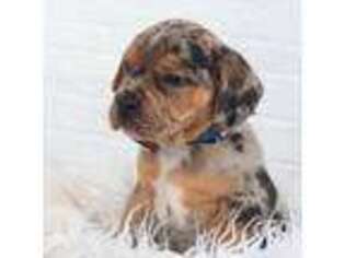 French Bulldog Puppy for sale in Seneca Falls, NY, USA
