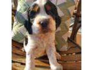 English Springer Spaniel Puppy for sale in Statesville, NC, USA