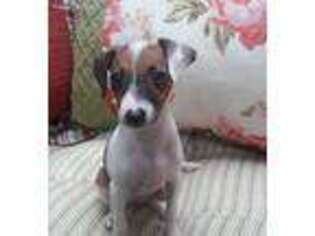 Italian Greyhound Puppy for sale in Loveland, OH, USA