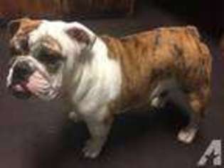 Bulldog Puppy for sale in HOBBS, NM, USA
