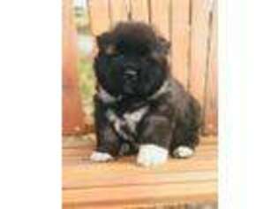 Akita Puppy for sale in Story City, IA, USA