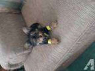 Yorkshire Terrier Puppy for sale in ERIE, MI, USA