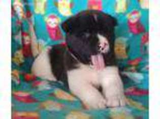 Akita Puppy for sale in Merlin, OR, USA