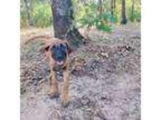Rhodesian Ridgeback Puppy for sale in Alba, TX, USA