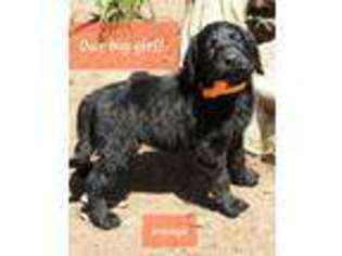 Labradoodle Puppy for sale in Bay Springs, MS, USA