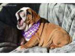 Bulldog Puppy for sale in Rockholds, KY, USA