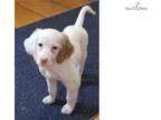 English Setter Puppy for sale in Youngstown, OH, USA