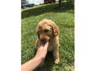 Goldendoodle Puppy for sale in Big Clifty, KY, USA
