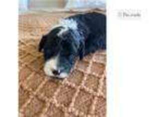 Portuguese Water Dog Puppy for sale in Findlay, OH, USA