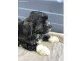 Havanese Puppy for sale in Welcome, MN, USA
