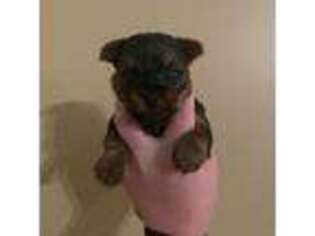 Yorkshire Terrier Puppy for sale in Cartersville, GA, USA