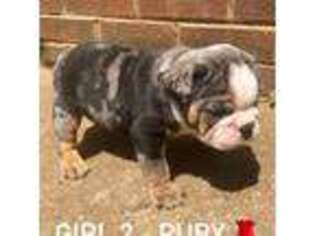 Olde English Bulldogge Puppy for sale in Wilkesboro, NC, USA