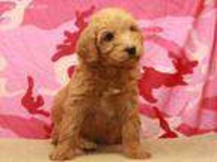 Labradoodle Puppy for sale in Barstow, CA, USA