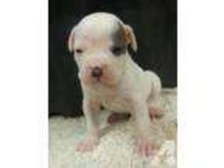 Bulldog Puppy for sale in PALMER, TX, USA
