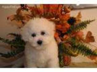 Bichon Frise Puppy for sale in Stanley, NM, USA