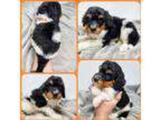 Mutt Puppy for sale in Killdeer, ND, USA