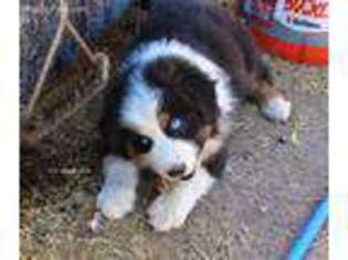Australian Shepherd Puppy for sale in Mesa, AZ, USA