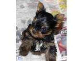 Yorkshire Terrier Puppy for sale in PIONEER, TN, USA