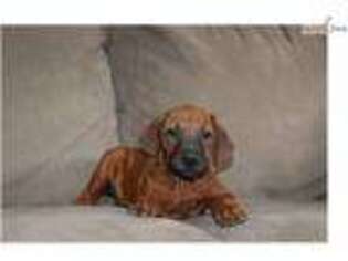Rhodesian Ridgeback Puppy for sale in Dayton, OH, USA