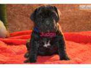 Neapolitan Mastiff Puppy for sale in Philadelphia, PA, USA