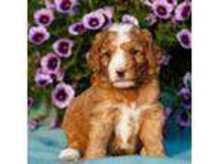 Goldendoodle Puppy for sale in Wanamingo, MN, USA