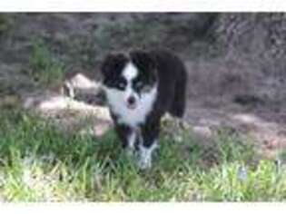 Miniature Australian Shepherd Puppy for sale in Normangee, TX, USA