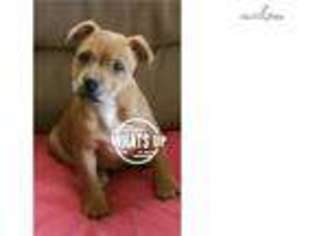 Staffordshire Bull Terrier Puppy for sale in Lynchburg, VA, USA