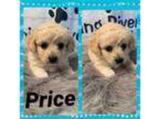 Shih-Poo Puppy for sale in Altus, AR, USA