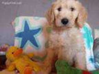 Goldendoodle Puppy for sale in Westfield, NC, USA
