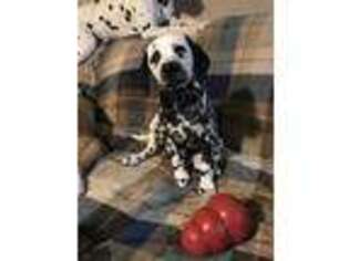 Dalmatian Puppy for sale in Columbia Station, OH, USA