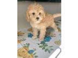 Cavapoo Puppy for sale in Spencer, NC, USA