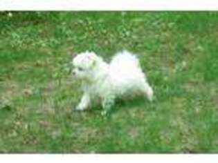 Maltese Puppy for sale in Worthington, MA, USA